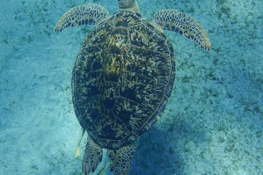 Abu Dabab Turtles bay
