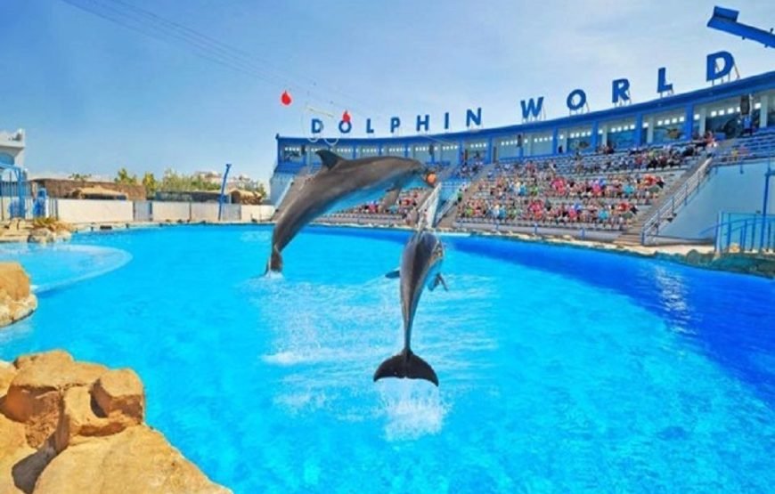 Dolphin World