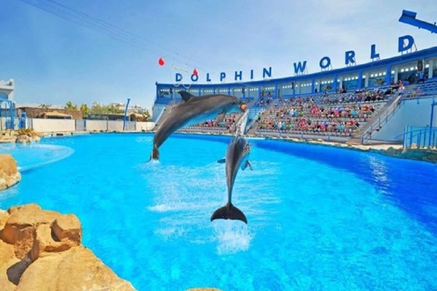 Dolphin World