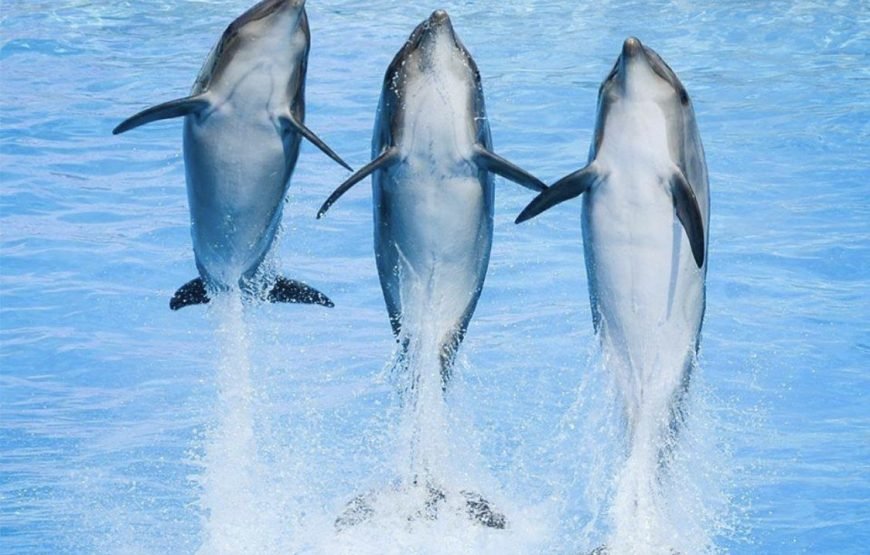 Dolphin World