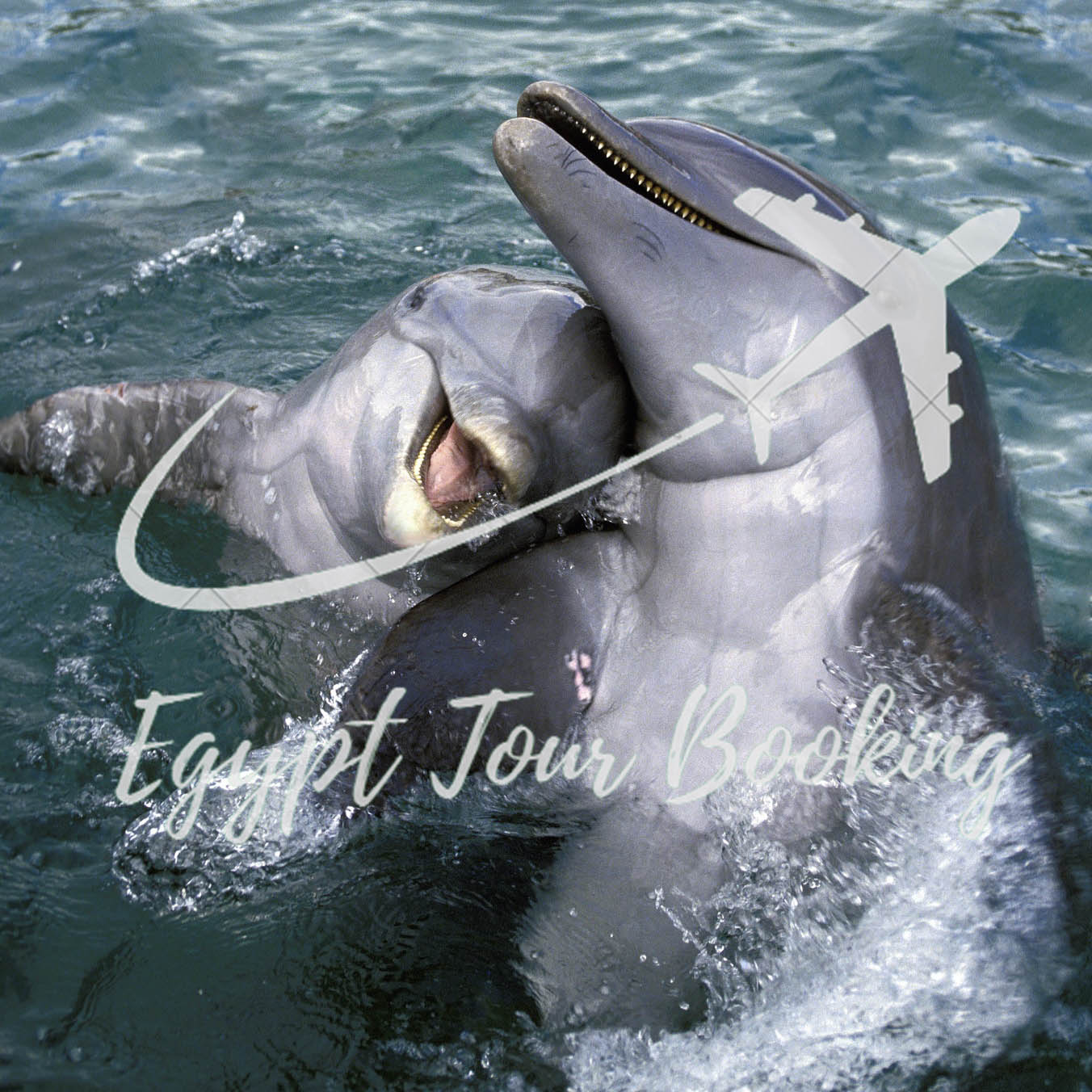 friendly-dolphin-friendly-dolphin-